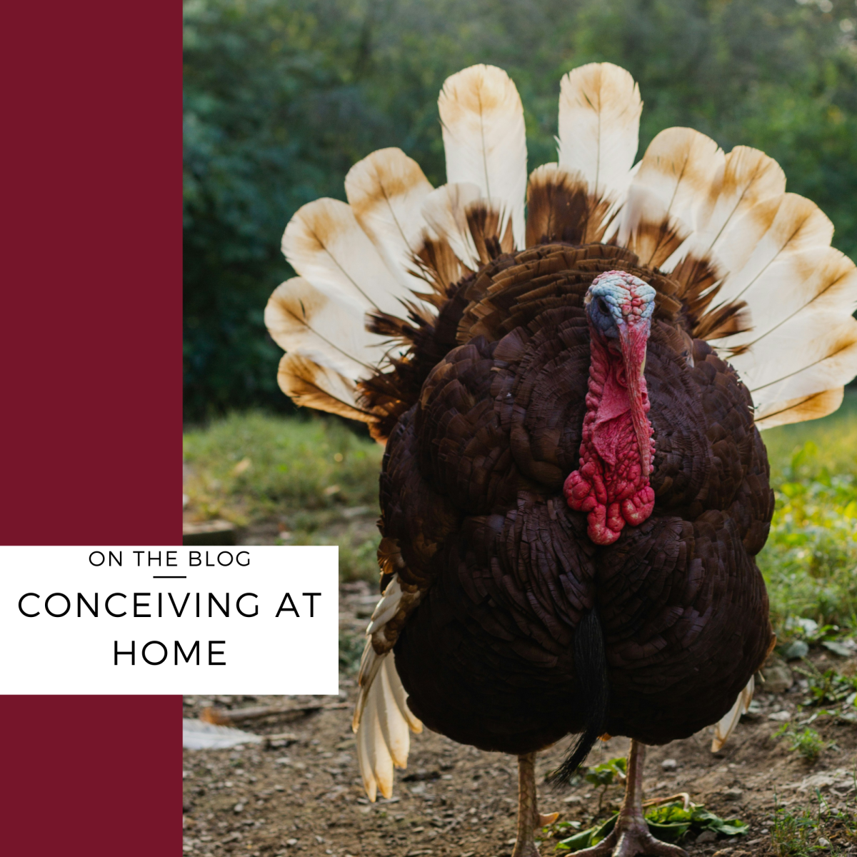 Conceiving at Home The Untrue Story of the Turkey Baster Sarah